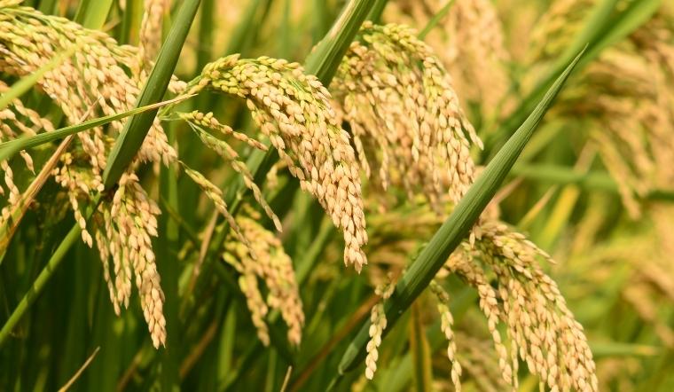 Giá lúa gạo hôm nay 1/11/2022: Lúa OM 18 tăng 100 đồng/kg