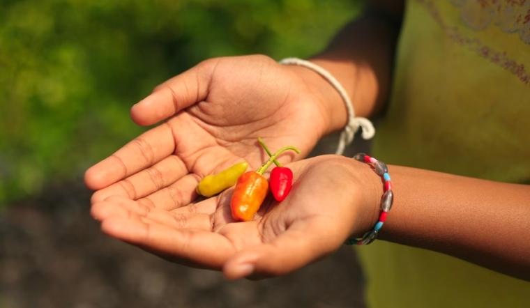 Giá ớt hôm nay 01/11/2022: Giá ớt không biến động nhiều