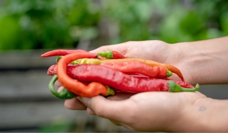 Giá ớt hôm nay 03/11/2022: Giá ớt cả nuóc giảm nhẹ 1000 đồng