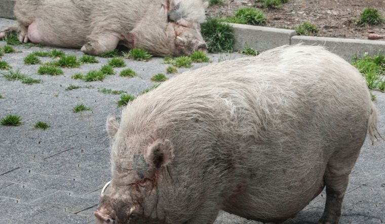 Giá heo hơi hôm nay 2/11/2022: Giảm 1.000 - 2.000 đồng/kg