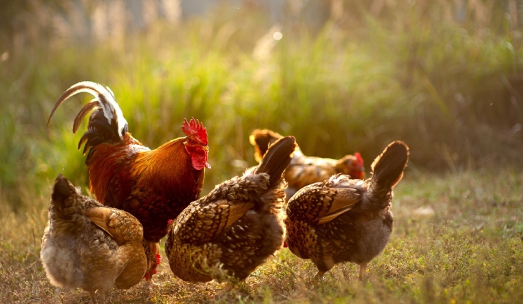 Giá gia cầm hôm nay 02/11/2022: Vịt đồng loạt giảm, trứng gà có biến động