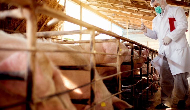 Giá heo hơi hôm nay 3/11/2022: Giảm từ 1.000 đồng/kg đến 2.000 đồng/kg