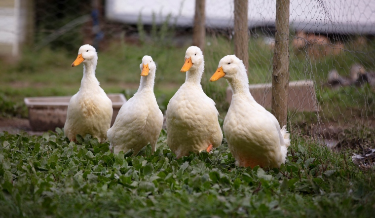 Giá gia cầm hôm nay 03/11/2022: Tạm thời chững giá