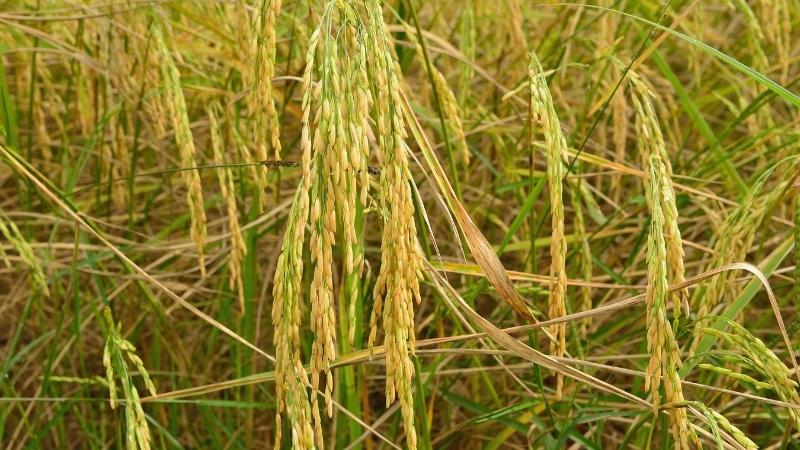 Giá lúa hôm nay 3/11