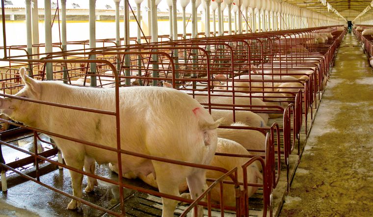 Giá heo hơi hôm nay 4/11/2022: Điều chỉnh giảm ở một số nơi