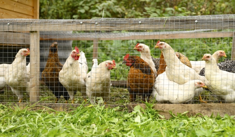 Giá gia cầm hôm nay 04/11/2022: Giá bán tiếp tục không đổi