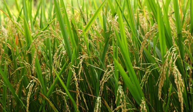 Giá lúa gạo hôm nay 4/11/2022: Duy trì ở mức ổn định