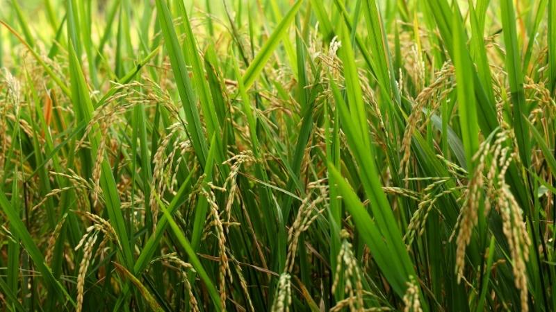 Giá lúa hôm nay 4/11 Giá lúa hôm nay 4/11