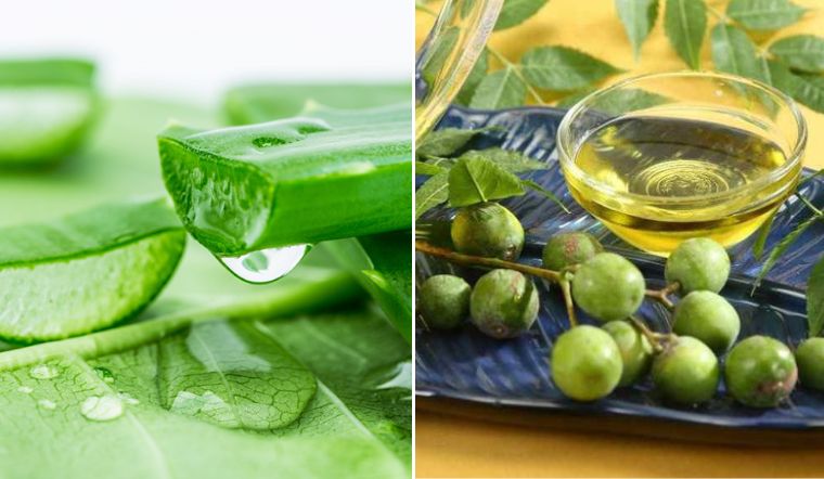 Dùng lô hội và dầu neem làm mặt nạ ủ tóc chắc khỏe tại nhà