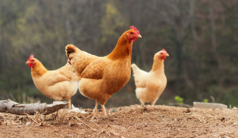 Giá gia cầm hôm nay 05/11/2022: Ngày cuối tuần ổn định