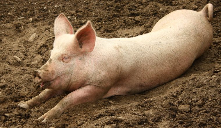 Giá heo hơi hôm nay 5/11/2022: Giảm 1.000 - 3.000 đồng/kg tại nhiều nơi