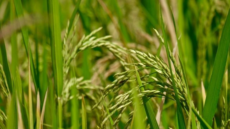 Giá lúa hôm nay 5/11 Giá lúa hôm nay 5/11