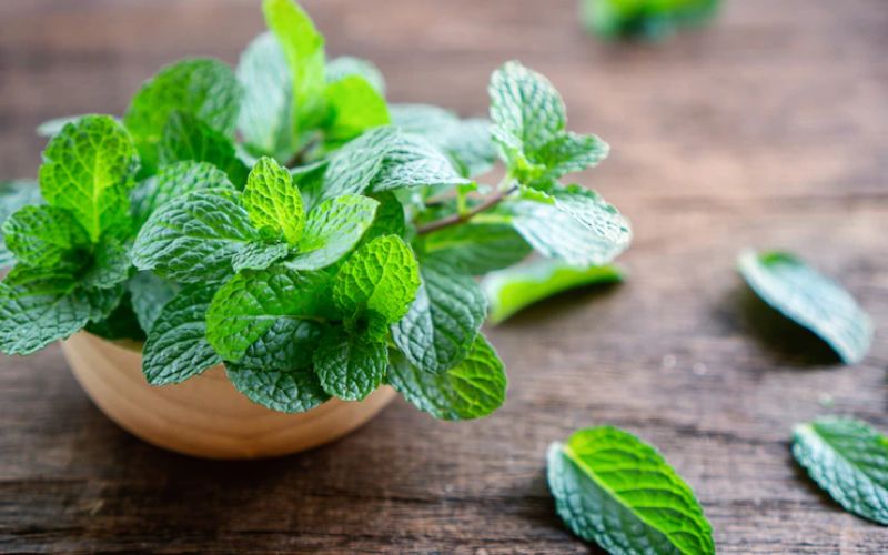Peppermint Leaves Have Many Benefits