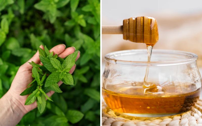 Treating Dark Circles Under the Eyes with Peppermint Leaves and Honey