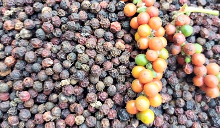 Giá tiêu hôm nay 6/11/2022: Tăng 1.000 đồng/kg, dao động 56.500-60.000 đồng/kg