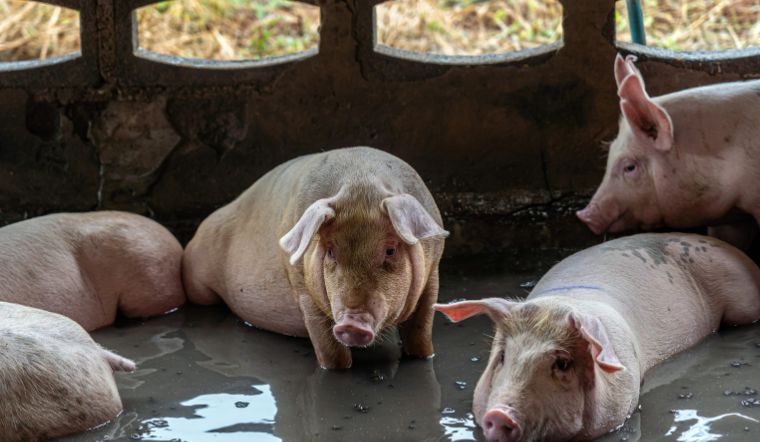 Giá heo hơi hôm nay 7/11/2022: Ngừng biến động trên cả nước