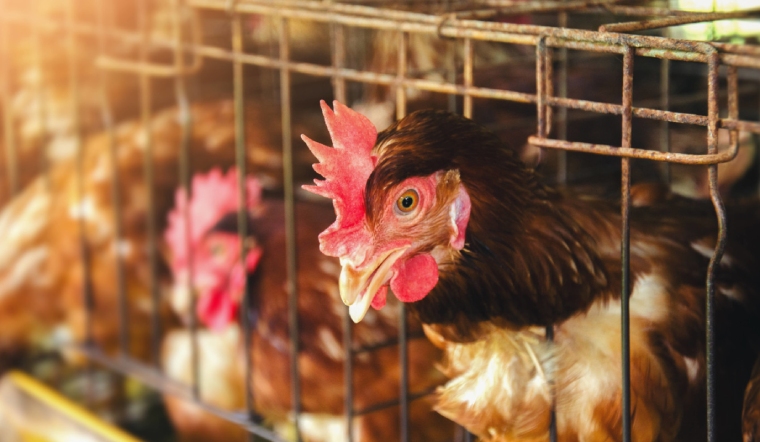 Giá gia cầm hôm nay 07/11/2022: Tạm chững giá ngày đầu tuần