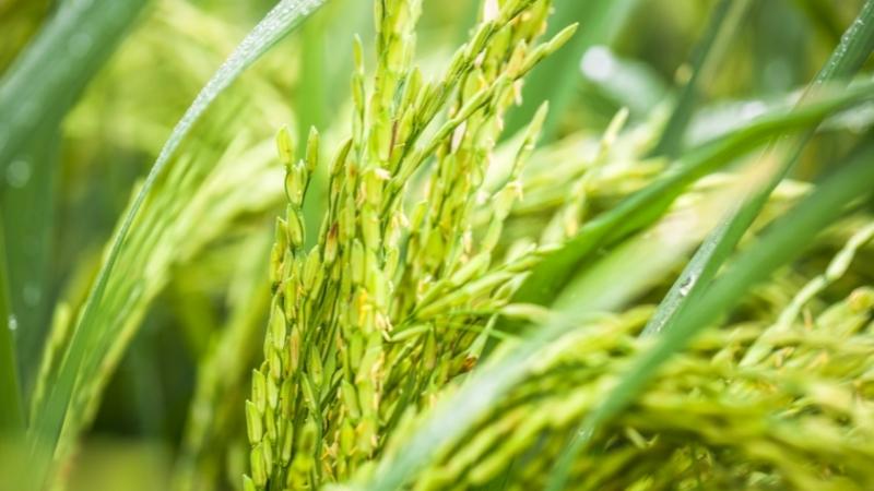 Giá lúa hôm nay 7/11