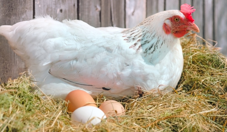 Giá gia cầm hôm nay 08/11/2022: Thêm 1 ngày ổn định