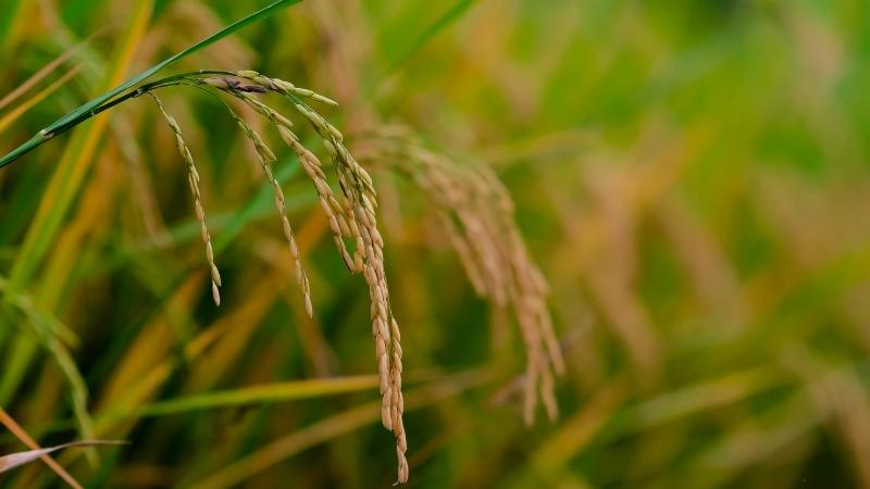 Giá lúa hôm nay 8/11 Giá lúa hôm nay 8/11