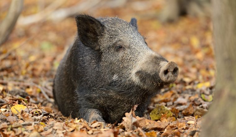 Giá heo hơi hôm nay 9/11/2022: Tăng 3.000 đồng/kg tại nhiều nơi