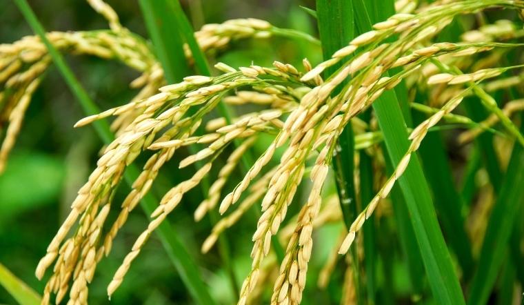 Giá lúa gạo hôm nay 9/11/2022: Tăng 100 - 200 đồng/kg ở vài giống lúa