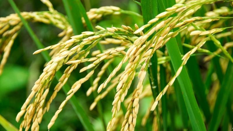 Giá lúa hôm nay 9/11 Giá lúa hôm nay 9/11