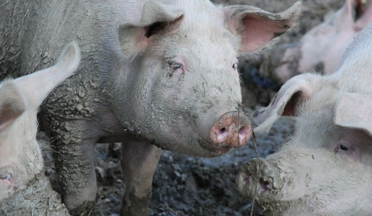 Giá heo hơi hôm nay 10/11/2022: Biến động trái chiều