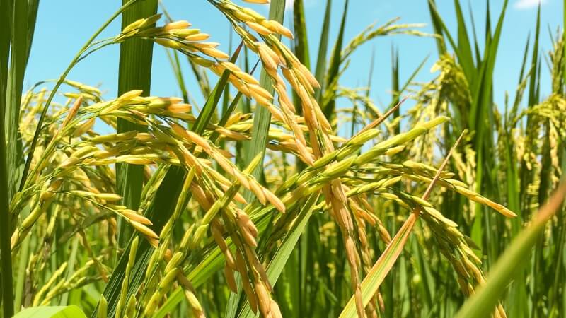 Giá lúa hôm nay 10/11 Giá lúa hôm nay 10/11