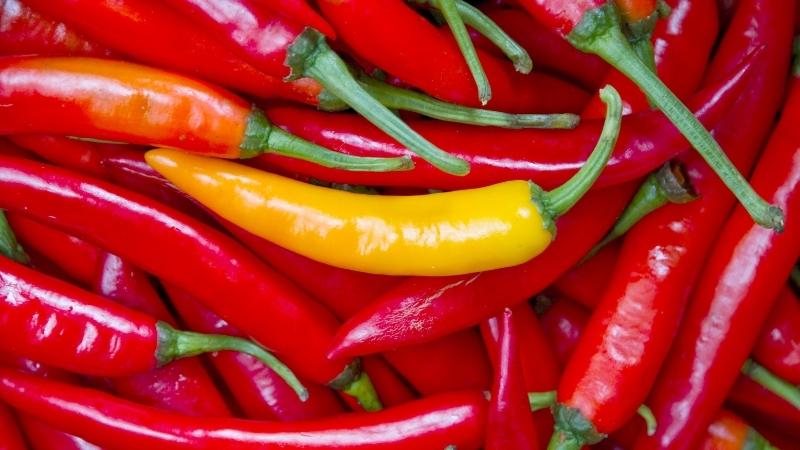 Giá ớt hôm nay 10/11/2022 mới nhất.