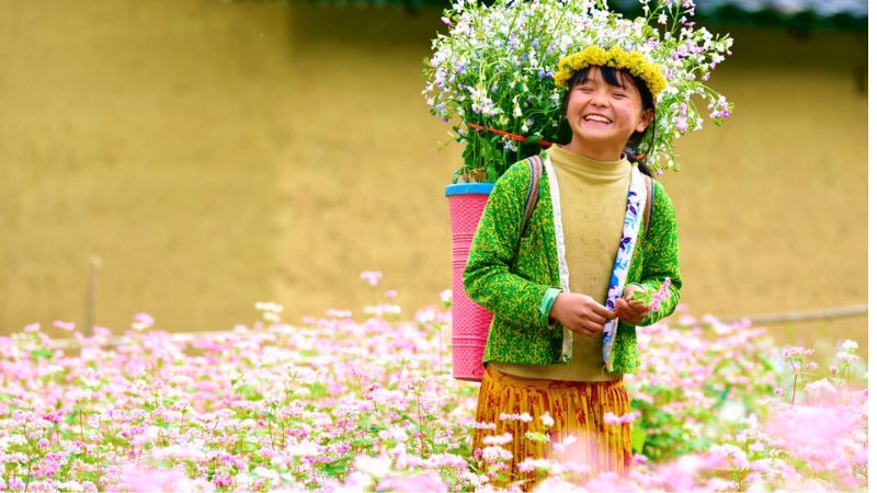 Thời điểm hoa tam giác mạch nở rộ