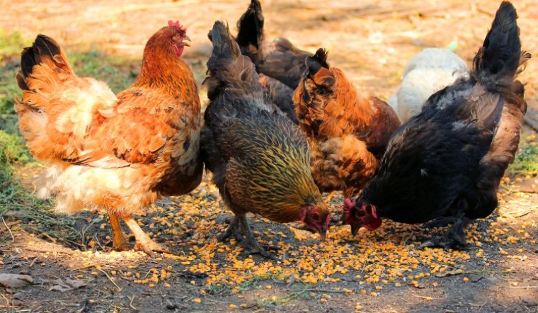 Giá gia cầm hôm nay 12/11/2022: Ngày cuối tuần yên ắng