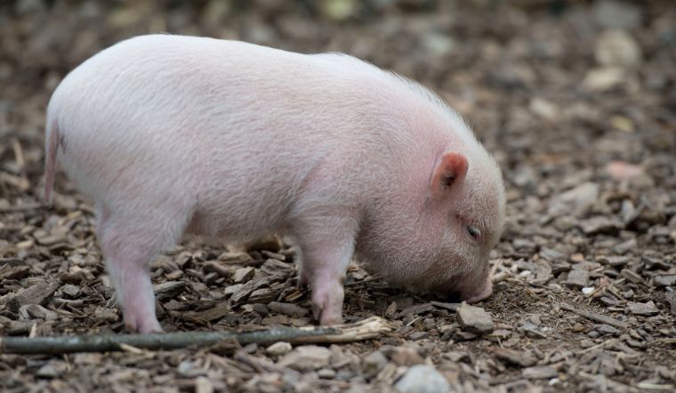 Giá heo hơi hôm nay 12/11/2022: Giảm 1.000 - 2.000 đồng/kg