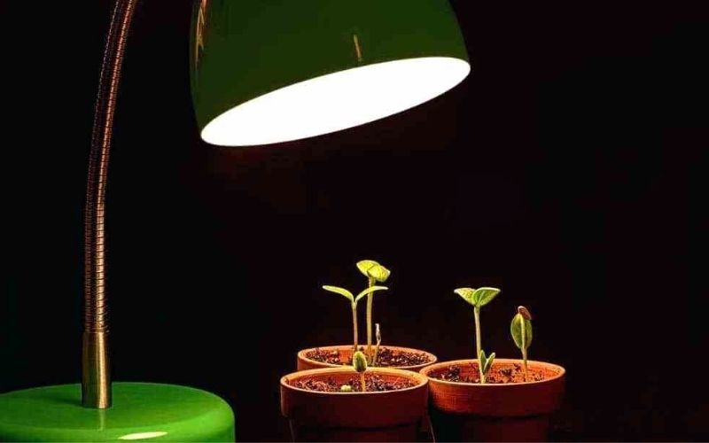 Sử dụng bóng đèn tối màu