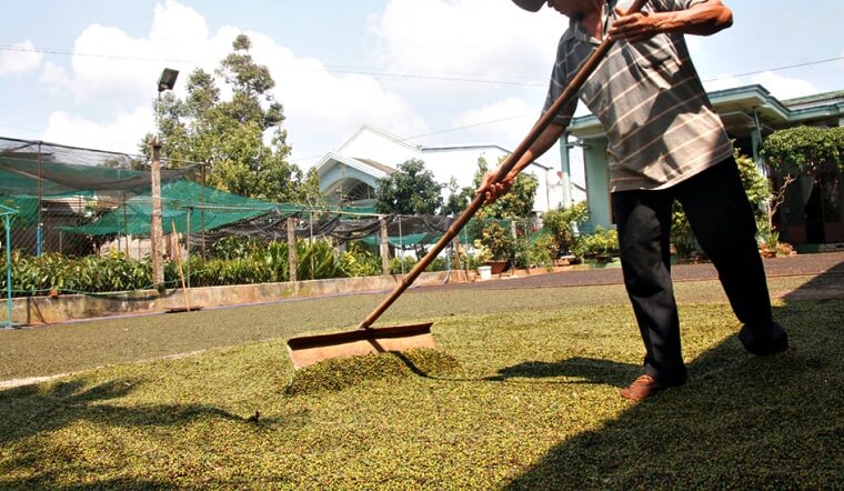 Giá tiêu hôm nay 13/11/2022: Đi ngang ngày 5, dao động 58.500-62.000 đồng/kg