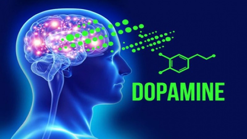 Dopamine thúc đẩy quá trình khen thưởng của bộ não