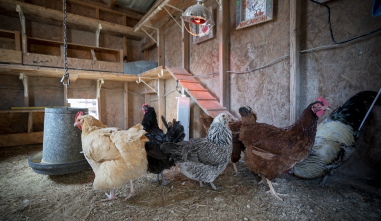 Giá gia cầm hôm nay 14/11/2022: Chưa ghi nhận thay đổi mới ngày đầu tuần