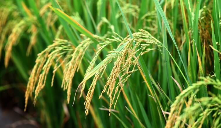 Giá lúa gạo hôm nay 14/11/2022: Lúa Nàng Hoa 9 tăng 200 đồng/kg