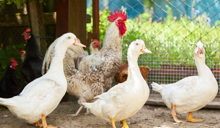 Giá gia cầm hôm nay 15/11/2022: Biểu đồ giá đi ngang