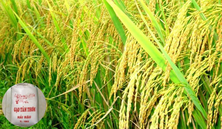 Gạo tám xoan Hải Hậu là gạo gì? Đặc điểm gạo tám xoan