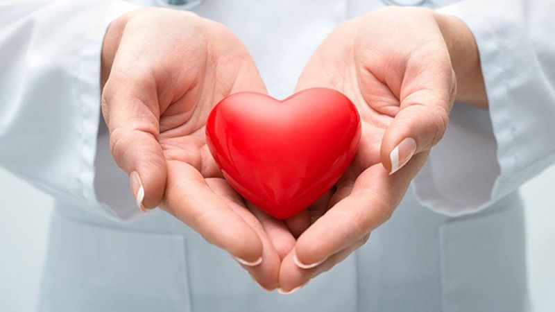 Tam thất giúp bảo vệ tim mạch