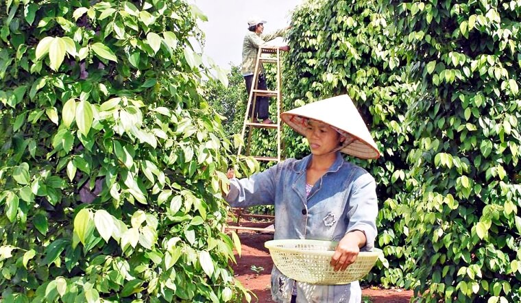 Giá tiêu hôm nay 16/11/2022: Vẫn giữ nguyên, dao động 58.500-62.000 đồng/kg