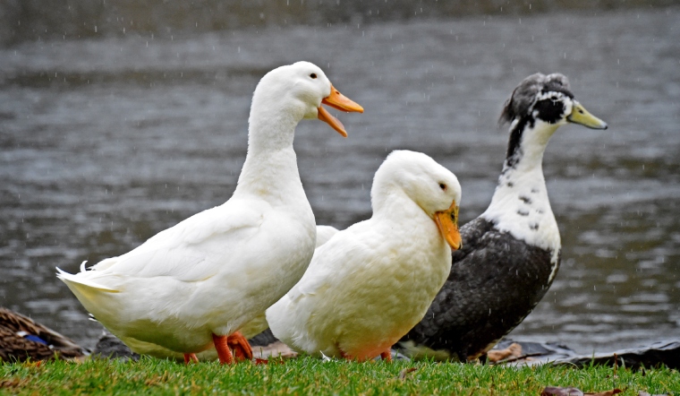 Giá gia cầm hôm nay 16/11/2022: Không ghi nhận sự chênh lệch về giá