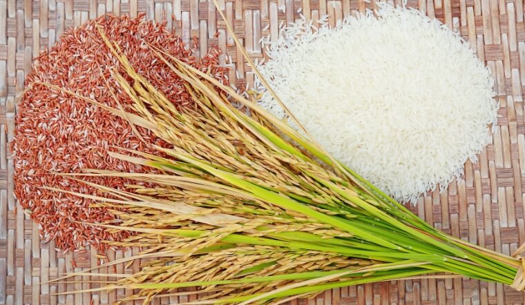 Giá lúa gạo hôm nay 16/11/2022: Tăng giảm trái chiều ở vài giống lúa