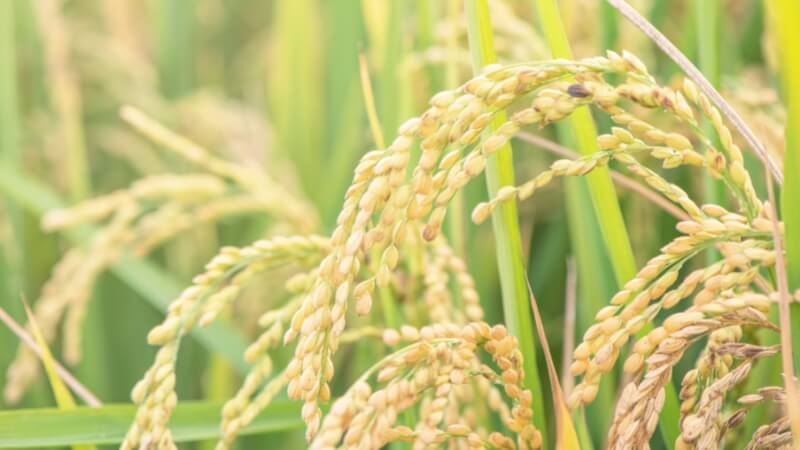 Giá lúa hôm nay 16/11