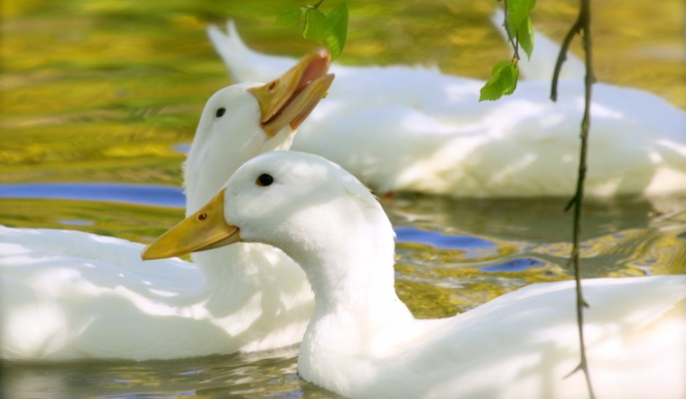 Giá gia cầm hôm nay 17/11/2022: Thị trường bình ổn