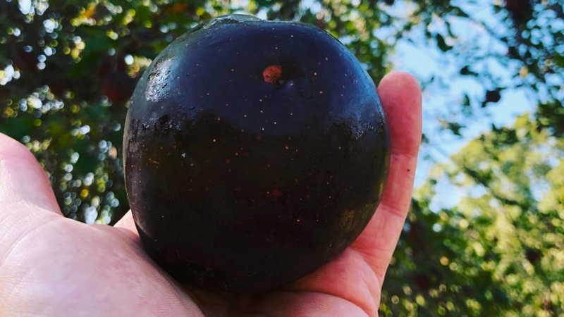 Tìm hiểu về táo kim cương đen vừa ngon vừa lạ, giá nửa triệu/kg