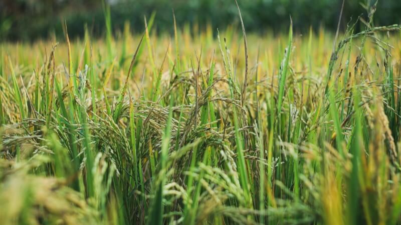 Giá lúa hôm nay 17/11