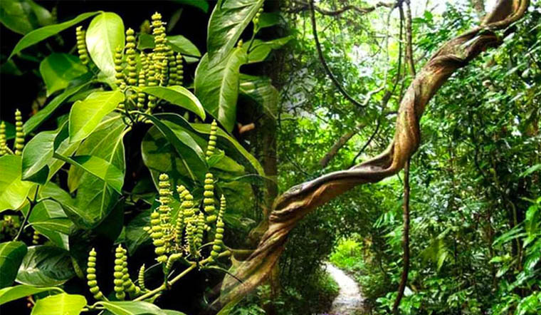 Dây gắm: Thảo dược tốt cho người mắc bệnh về xương khớp 