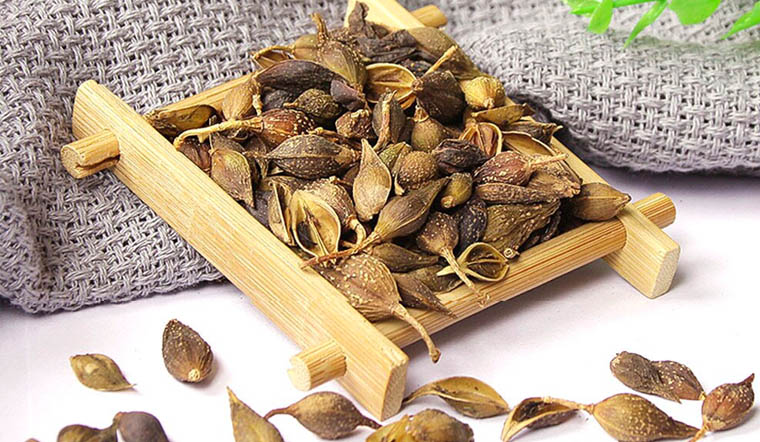 Thương nhĩ tử (ké đầu ngựa): Đặc điểm, lợi ích đối với sức khỏe 